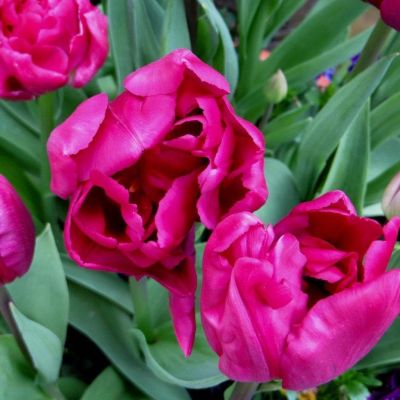 Тюльпан Роял Акрес Тюльпан Роял Акрес фото