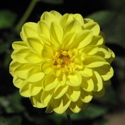 Георгина Йеллоу Хевен Георгина Йеллоу Хевен - Dolina-Sad.Ru