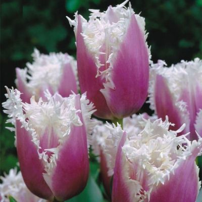 Тюльпан Камминс Тюльпан Камминс фото