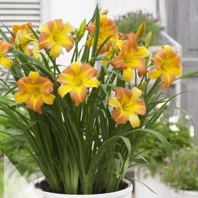 Лилейник Эври Дэйлили Панч Еллоу Лилейник Эври Дэйлили Панч Еллоу фото