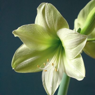 Амариллис Фэнтези Амариллис Фэнтези - Dolina-Sad.Ru