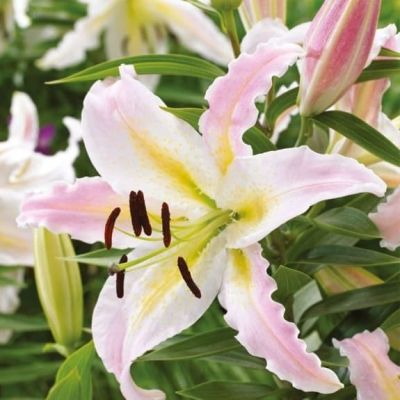 Лилия Бамако 2 шт Лилия Бамако 2 шт фото