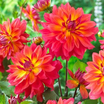 Георгина Фаер Пот Георгина Фаер Пот фото