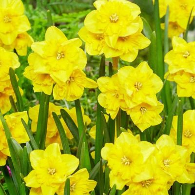 Нарцисс Еллоу Паррот Нарцисс Еллоу Паррот - Dolina-Sad.Ru