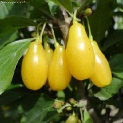 Кизил Нежный Кизил Нежный фото