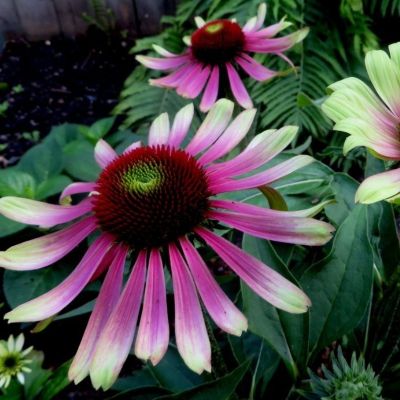 Эхинацея пурпурная Грин Твистер Эхинацея пурпурная Грин Твистер - Dolina-Sad.Ru