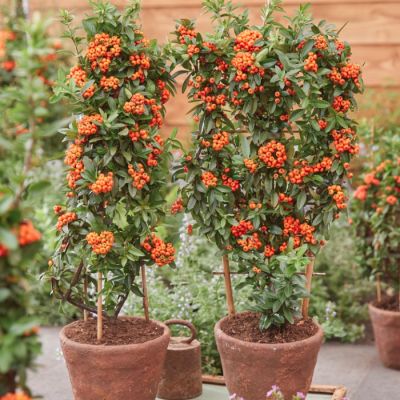 Пираканта Орандж Стар Пираканта Орандж Стар - Dolina-Sad.Ru