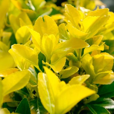 Бересклет японский Эльдорадо Бересклет японский Эльдорадо - Dolina-Sad.Ru