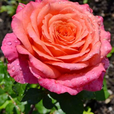 Роза Альбрехт Дюрер Роза Альбрехт Дюрер фото