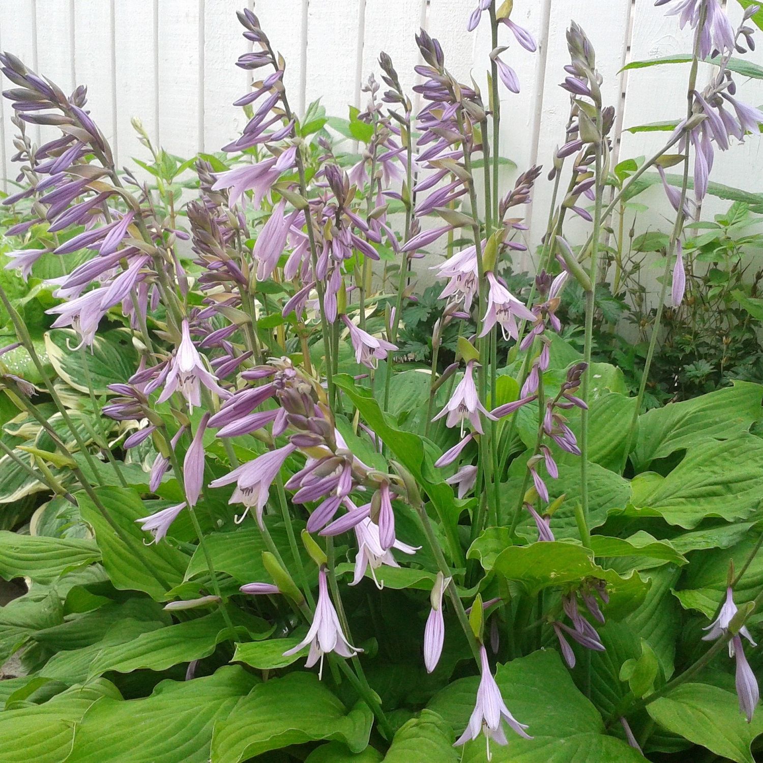 Хоста Элизабет Хоста Элизабет - Dolina-Sad.Ru