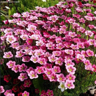 Камнеломка Арендса Розовый ковер фото