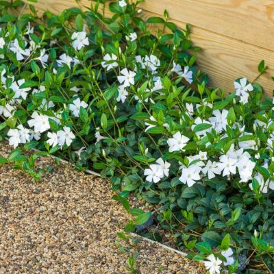 Барвинок большой Альба Барвинок большой Альба - Dolina-Sad.Ru