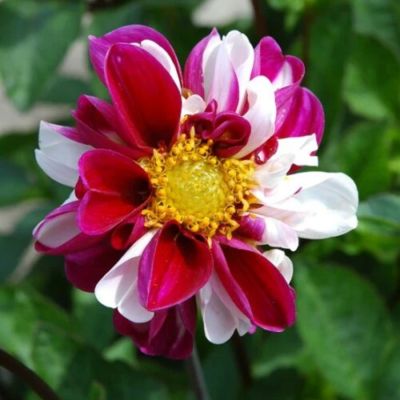 Георгина Твайнингс Смарти Георгина Твайнингс Смарти - Dolina-Sad.Ru