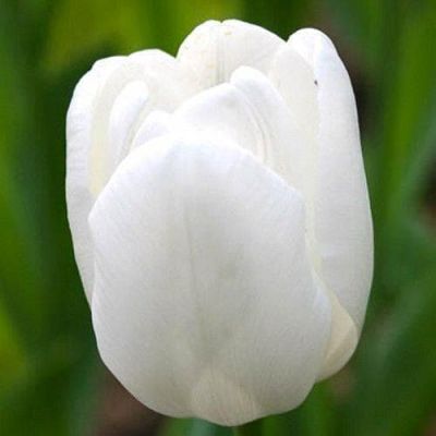 Тюльпан Уайт Дрим Тюльпан Уайт Дрим фото