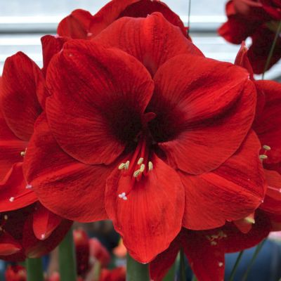 Амариллис Феррари Амариллис Феррари - Dolina-Sad.Ru