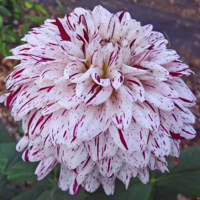 Георгина Тахейо Георгина Тахейо фото