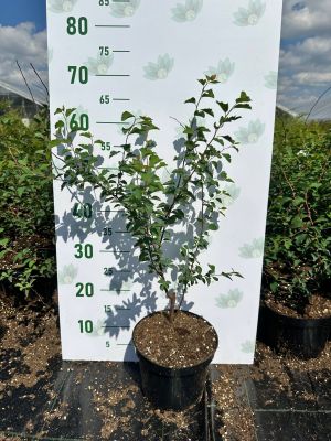 Спирея Вангутта, С3 - Dolina-Sad.Ru