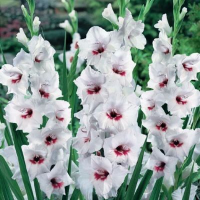 Гладиолус Фиорентина Гладиолус Фиорентина фото