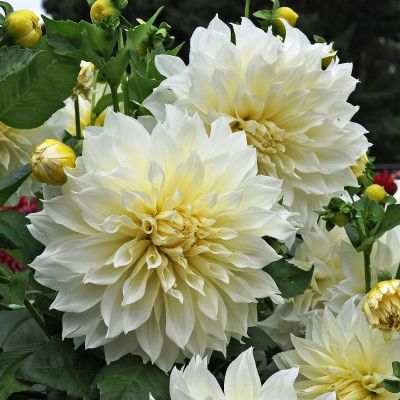 Георгина Флер (Гиганты) Георгина Флер (Гиганты) фото