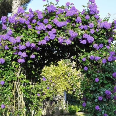 Роза Индиголетта фото