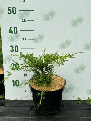 Можжевельник средний Голд Кост, С3 - Dolina-Sad.Ru