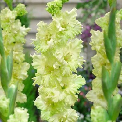 Гладиолус Тула Гладиолус Тула - Dolina-Sad.Ru