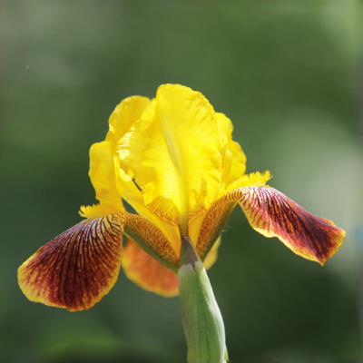 Ирис Еллоу Браун Ирис Еллоу Браун фото