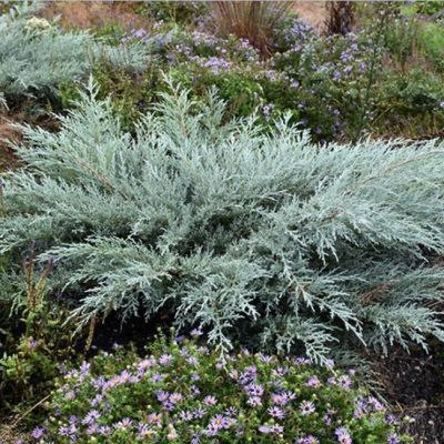 Можжевельник виргинский Грей Оул Можжевельник виргинский Грей Оул фото