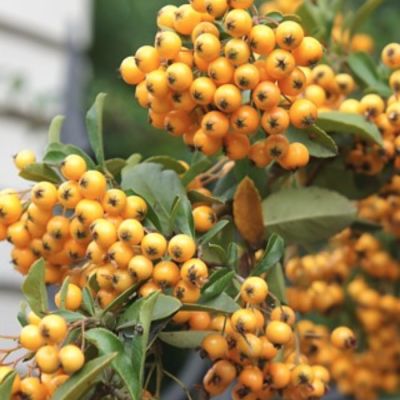 Пираканта Голден Чармер Пираканта Голден Чармер - Dolina-Sad.Ru