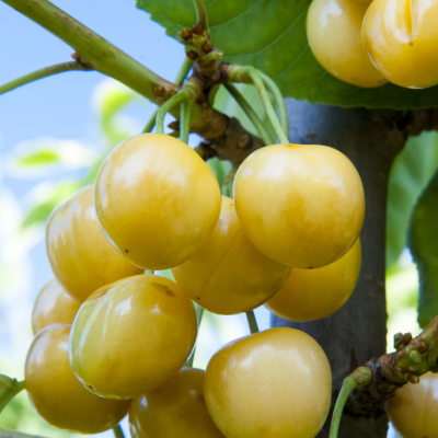 Черешня Дрогана фото