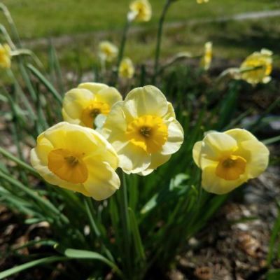 Нарцисс Сан Диск Нарцисс Сан Диск - Dolina-Sad.Ru