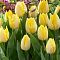 Тюльпан Санни Принц Тюльпан Санни Принц фото