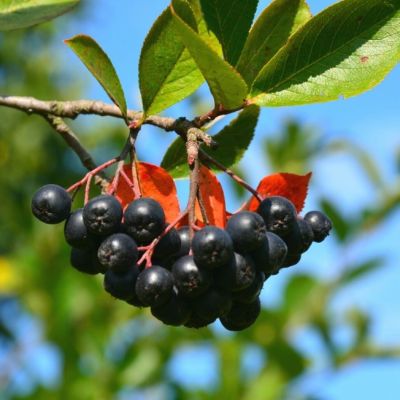 Рябина Черноплодная, С5 Рябина Черноплодная, С5 - Dolina-Sad.Ru