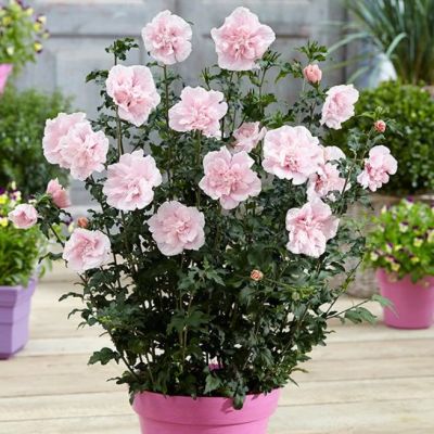 Гибискус сирийский Пинк Чиффон Гибискус сирийский Пинк Чиффон фото