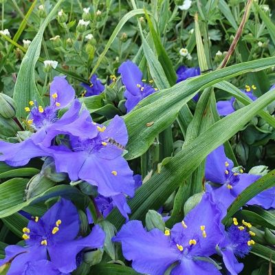 Традесканция Андерсона Званенбург Блю Традесканция Андерсона Званенбург Блю - Dolina-Sad.Ru