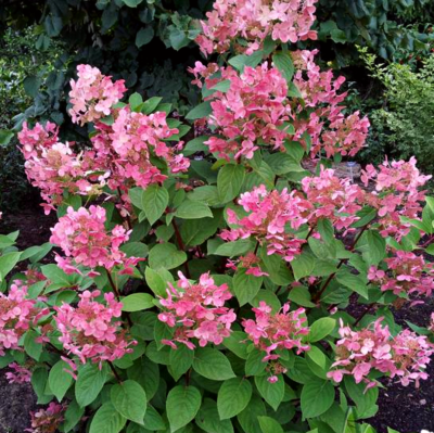 Гортензия метельчатая Эрли Сенсейшн, С3 Гортензия метельчатая Эрли Сенсейшн, С3 - Dolina-Sad.Ru