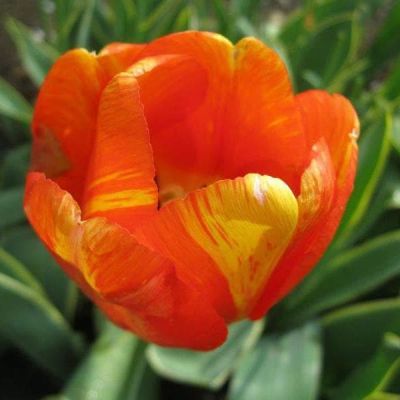 Тюльпан Мистик Гарант Тюльпан Мистик Гарант фото