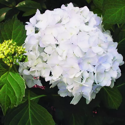 гортензия крупнолистная Мадам Эмиль Мулье гортензия крупнолистная Мадам Эмиль Мулье фото