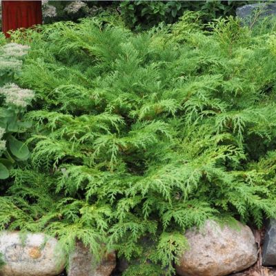 Микробиота перекрестнопарная Микробиота перекрестнопарная фото