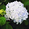 гортензия крупнолистная Мадам Эмиль Мулье гортензия крупнолистная Мадам Эмиль Мулье фото