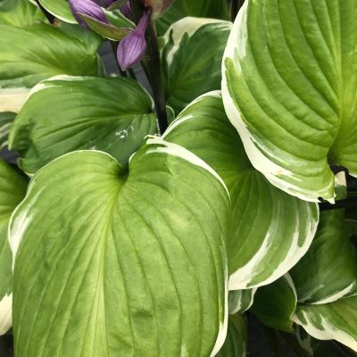 Хоста Сорбет - Dolina-Sad.Ru