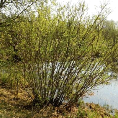 Ива Тетрапла Ива Тетрапла - Dolina-Sad.Ru