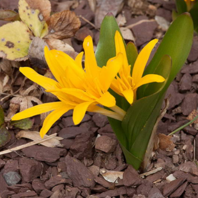 Безвременник Еллоу Безвременник Еллоу - Dolina-Sad.Ru