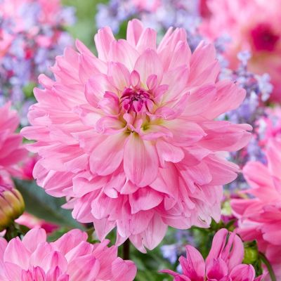 Георгина Гарден Сэнсэйшн Георгина Гарден Сэнсэйшн - Dolina-Sad.Ru