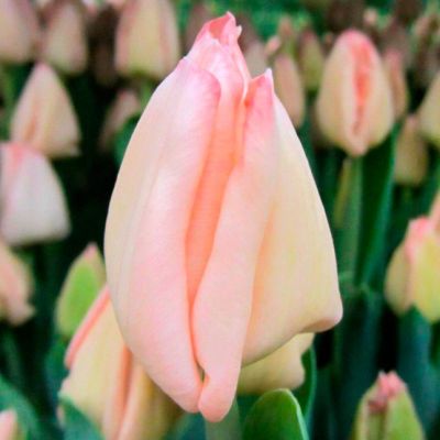 Тюльпан Рейджойс Тюльпан Рейджойс фото