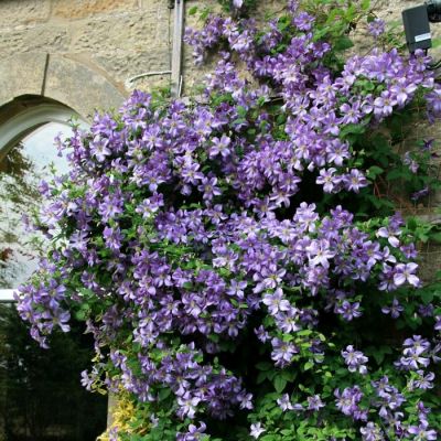 Клематис Принц Чарльз Клематис Принц Чарльз - Dolina-Sad.Ru