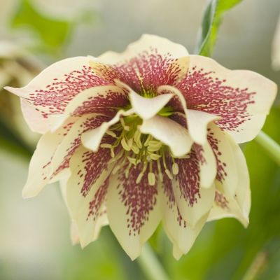 Морозник Дабл Еллоу Спот - Dolina-Sad.Ru