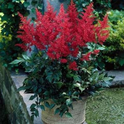 Астильба японская Ред Сентинел Астильба японская Ред Сентинел - Dolina-Sad.Ru