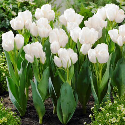 Тюльпан Вайс Берлинер Тюльпан Вайс Берлинер фото
