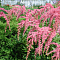 Астильба Тунберга Страуссенфедер , x Астильба Тунберга Страуссенфедер , x фото